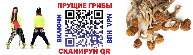 Псилоцибиновые грибы прущие грибы  сколько стоит  Зверево 